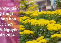 Hướng dẫn kỹ thuật trồng hoa cúc tết nở đúng dịp tết Nguyên Đán 2024 