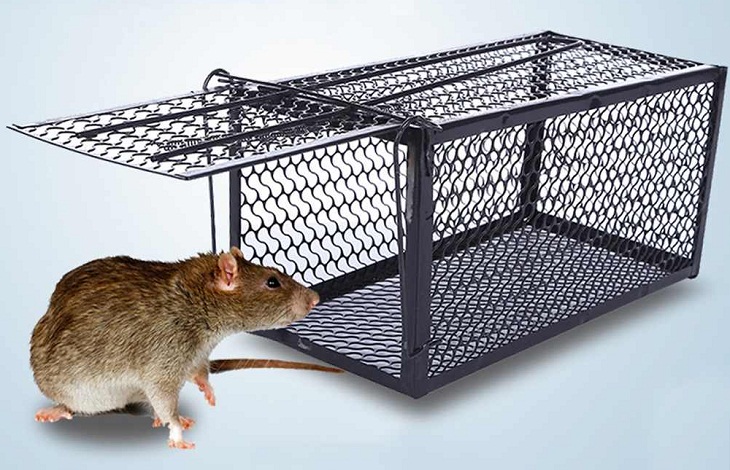 Cách diệt chuột trong phòng trọ bằng bẫy chuột