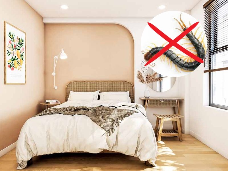 Mách bạn cách diệt rết trong phòng ngủ cực hiệu quả