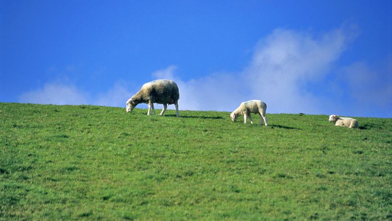 Tưởng tượng về bầy cừu trên cánh đồng